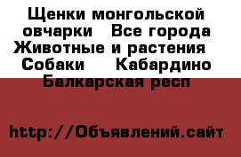 Щенки монгольской овчарки - Все города Животные и растения » Собаки   . Кабардино-Балкарская респ.